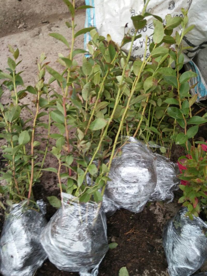 蓝莓苗品种多价格包邮基地直销果园家庭都可以种植