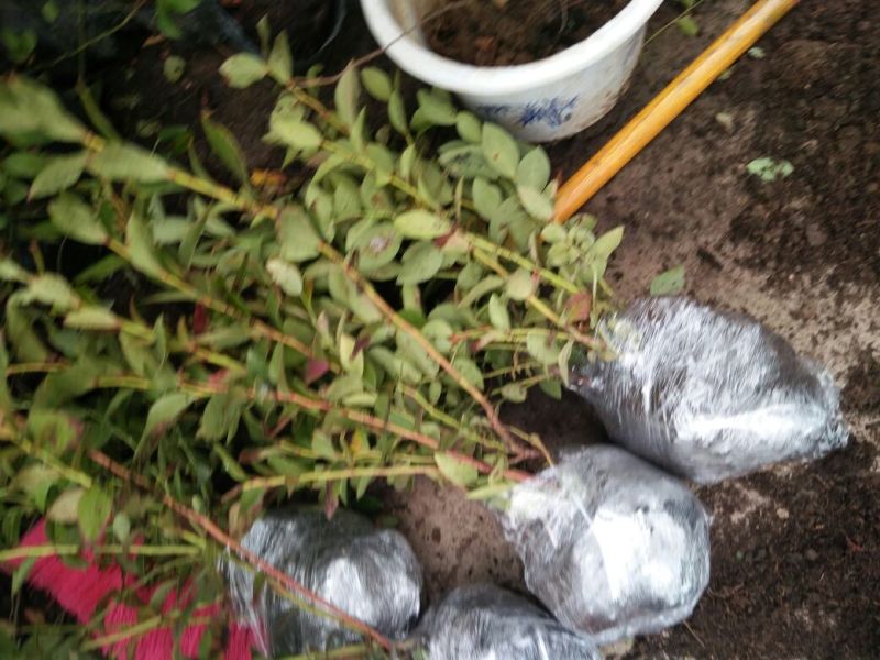 蓝莓苗品种多价格包邮基地直销果园家庭都可以种植