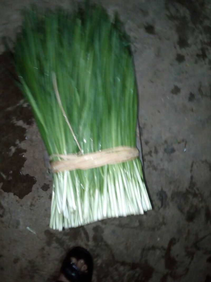 大叶韭菜二茬