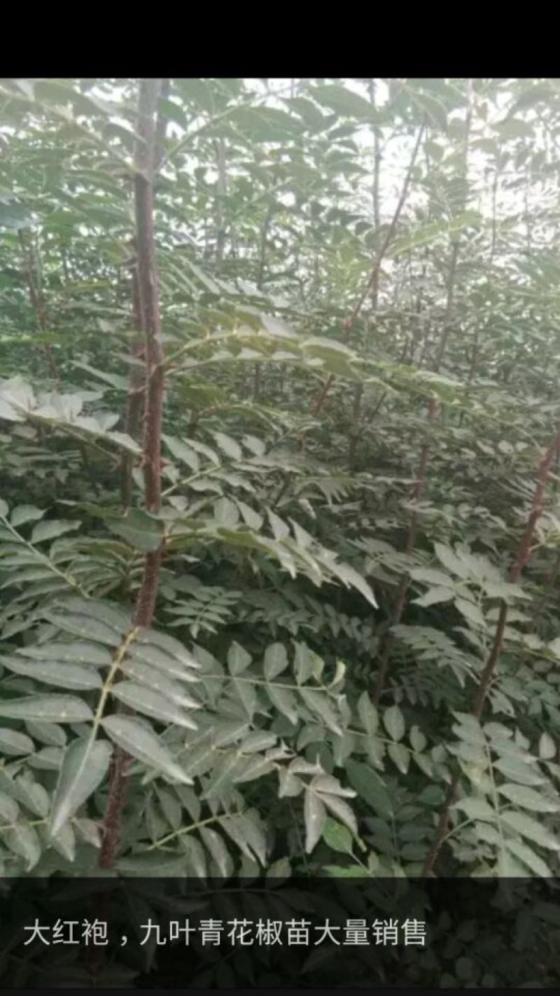 花椒苗0.5~1年