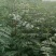 花椒苗0.5~1年