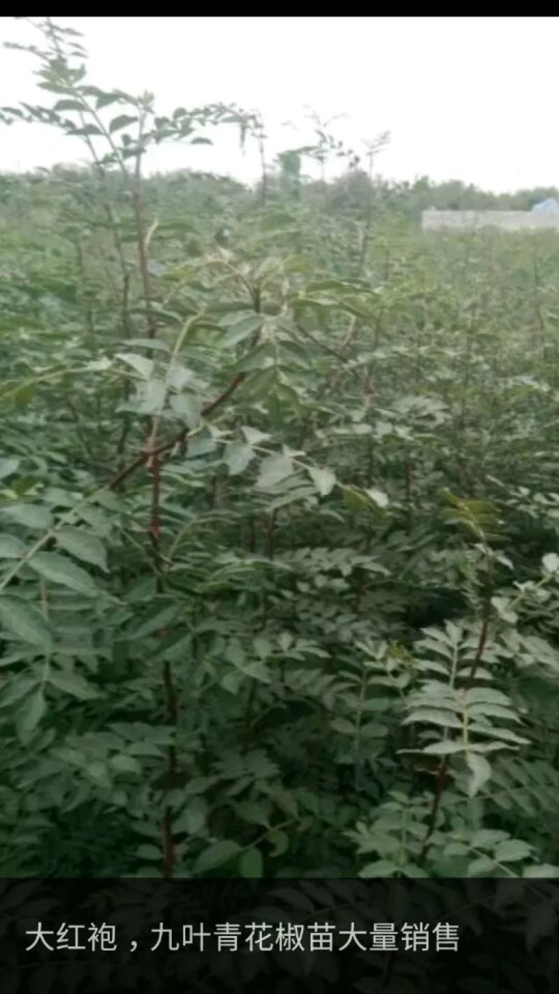 花椒苗0.5~1年