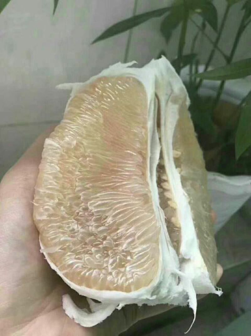 蜜柚2斤以上