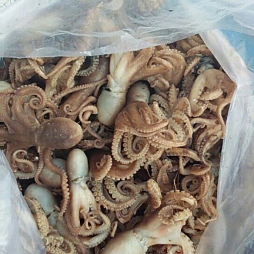 乌贼