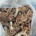乌贼