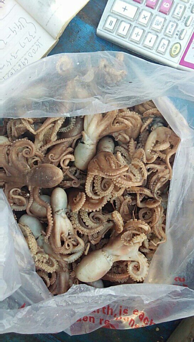 乌贼