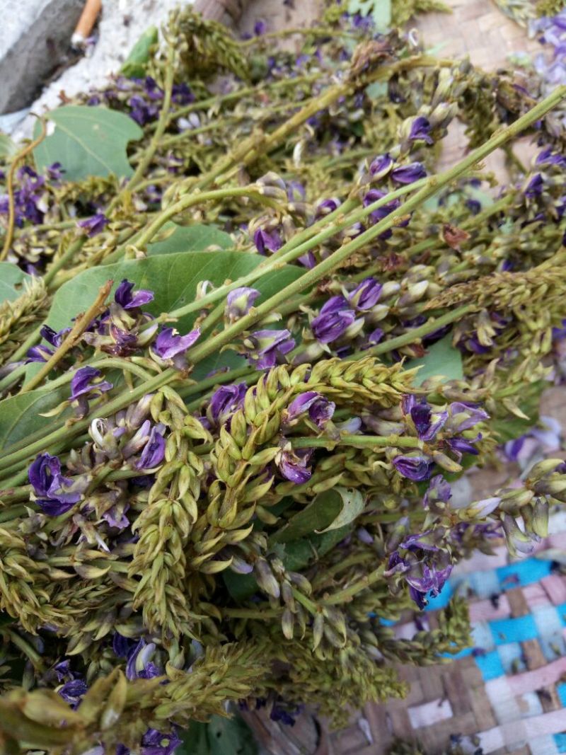 葛花