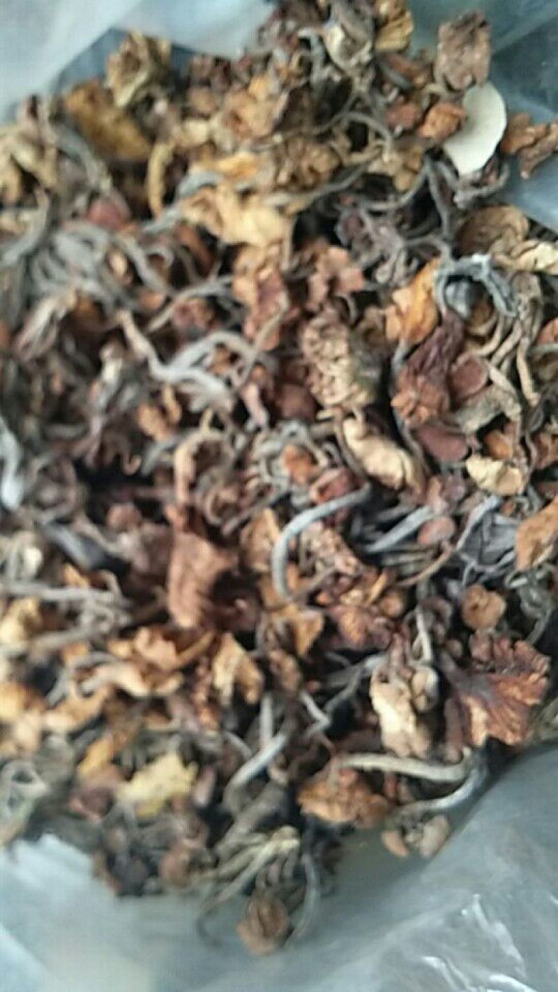 襄阳树秋菌名青冈菌10斤起批，500斤包邮