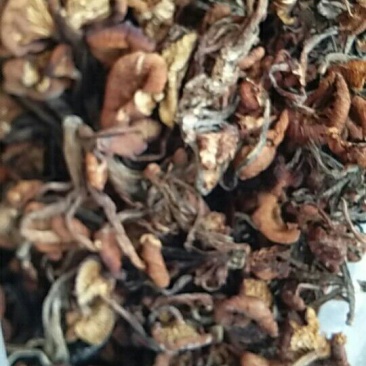 襄阳树秋菌名青冈菌10斤起批，500斤包邮