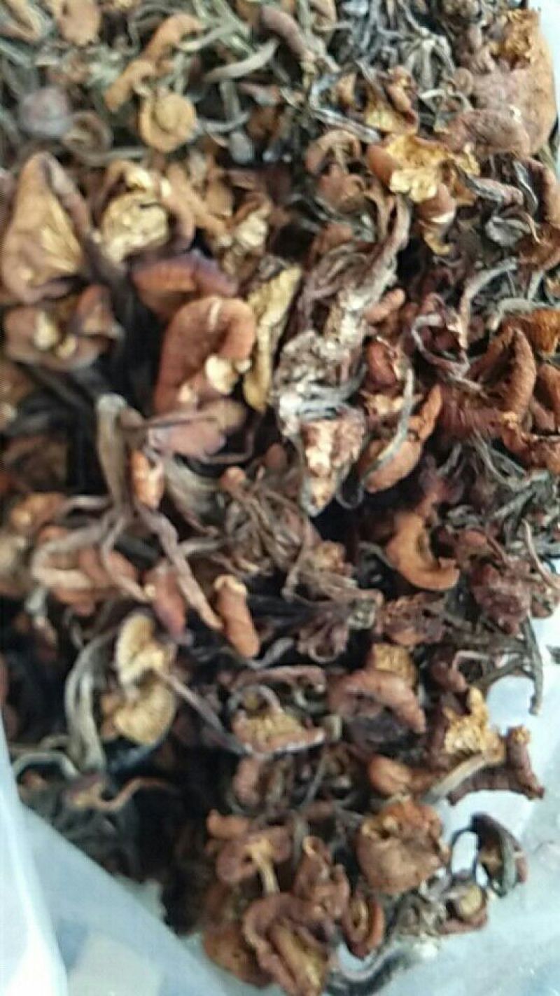 襄阳树秋菌名青冈菌10斤起批，500斤包邮