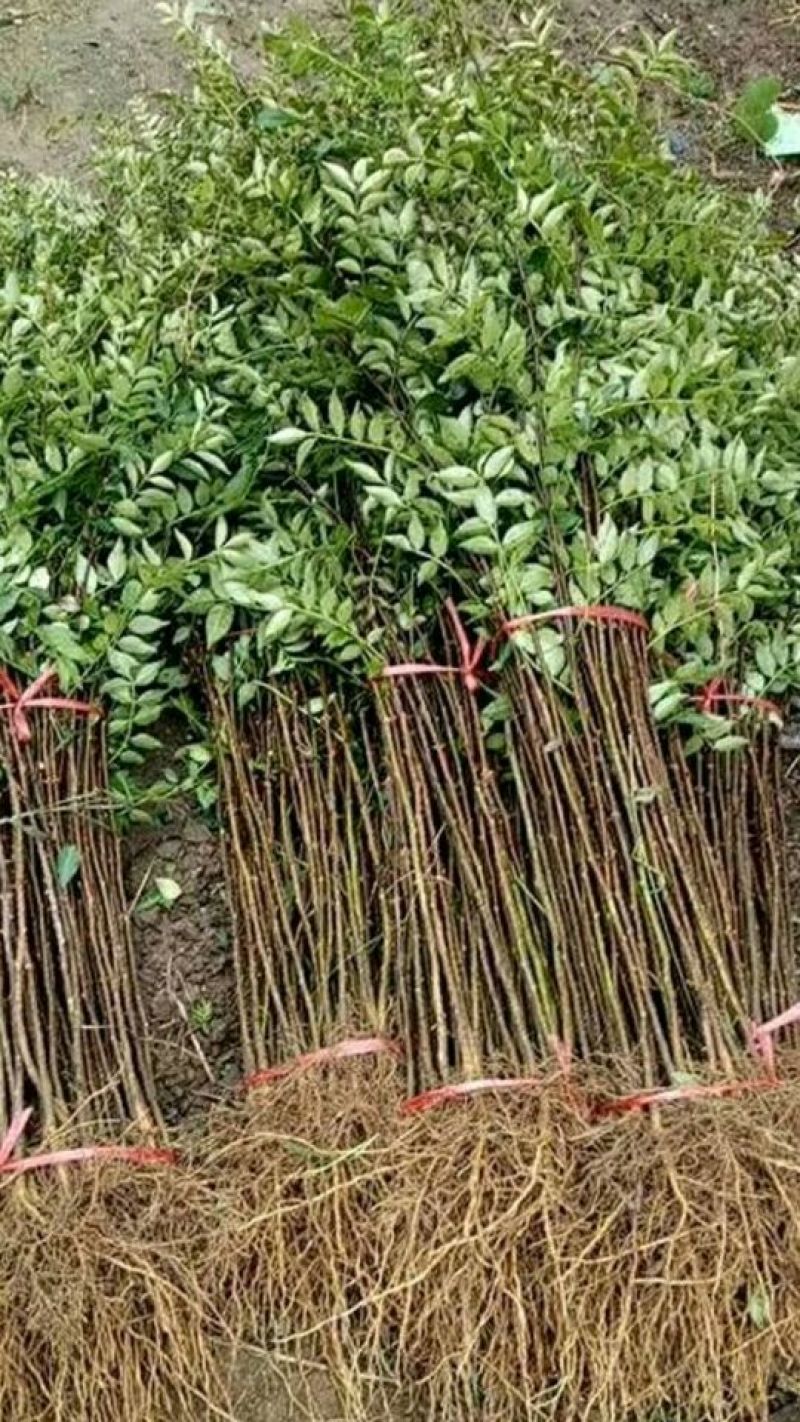 花椒苗0.5~1年