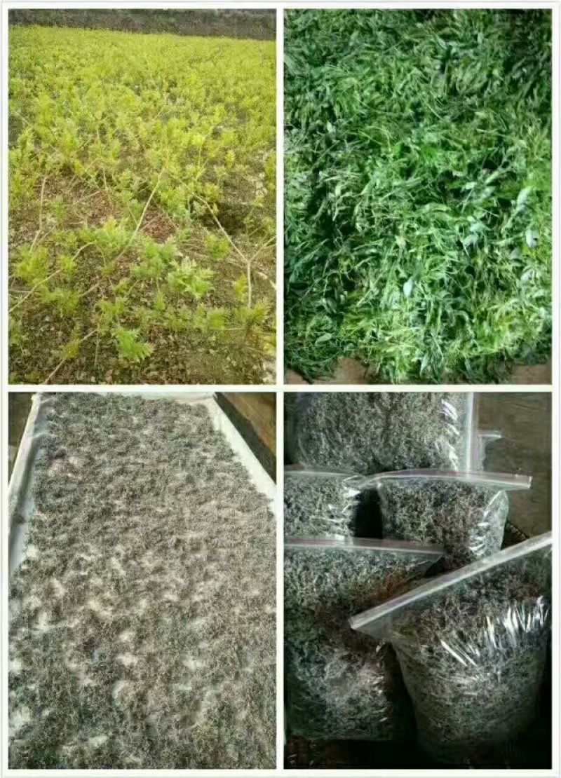 藤茶特级