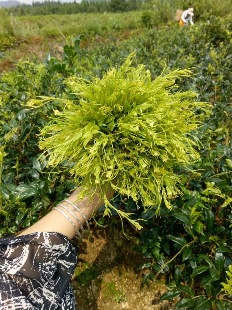 藤茶特级