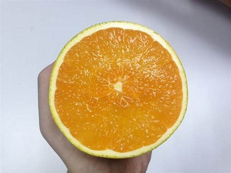 秭归大规模各类橙子，九月红脐橙75~80mm