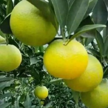 秭归大规模各类橙子，九月红脐橙75~80mm