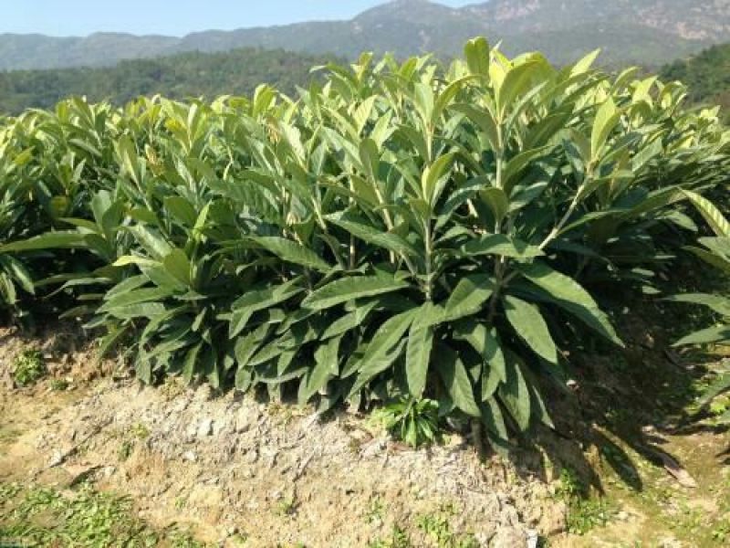 枇杷树苗大五星枇杷树苗嫁接苗基地直发包邮