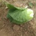 矮颗玲珑黄，无烧心，无花边，无虫眼，不起苔外表绿