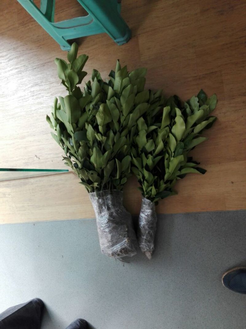柚子树30~50cm