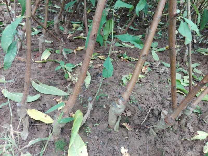 黄金蜜桃树苗皮球桃嫁接苗