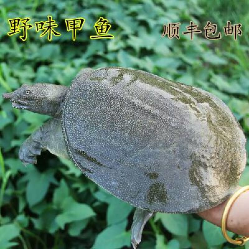 鳖2~2.5斤
