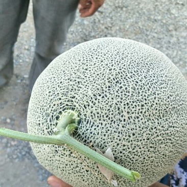 西州蜜瓜5斤以上椭圆形