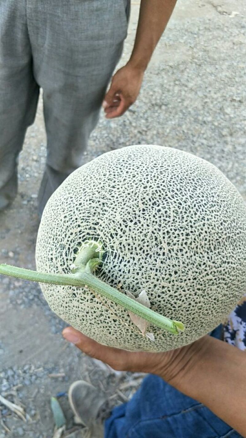 西州蜜瓜5斤以上椭圆形
