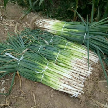 长白大葱毛葱2cm左右30~40cm