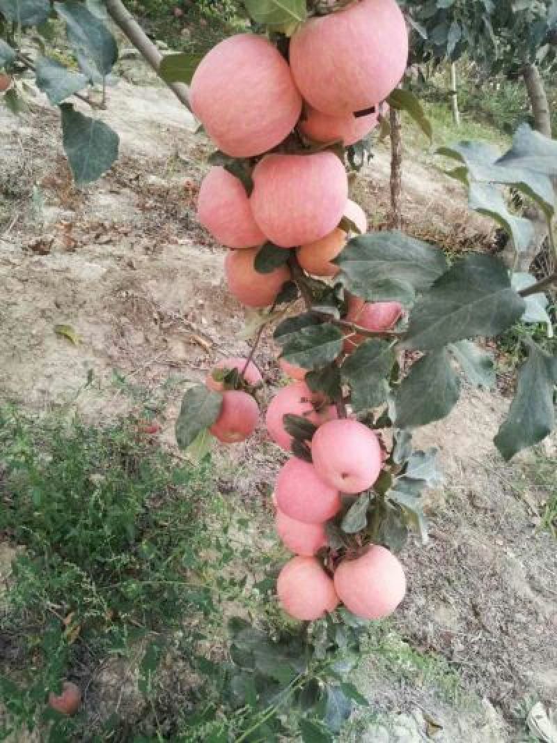 冰糖心苹果阿克苏冰糖心红富士
