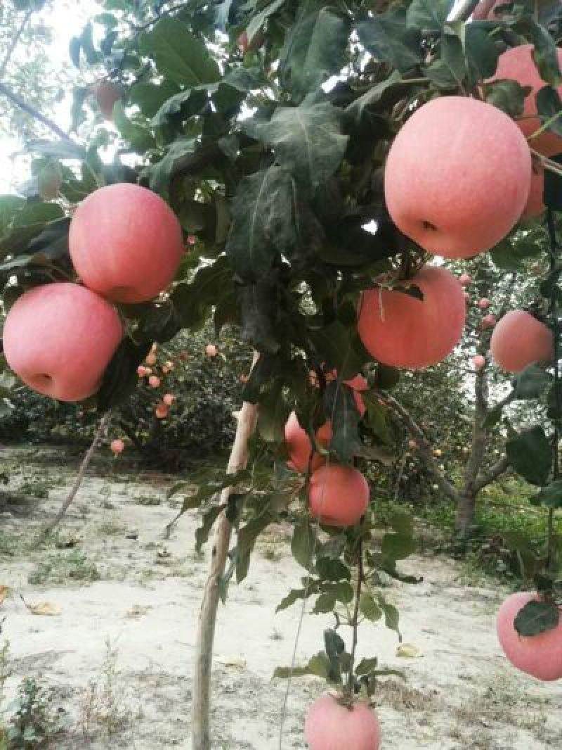 冰糖心苹果阿克苏冰糖心红富士