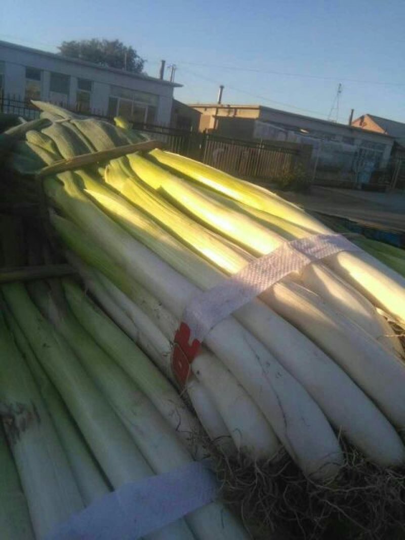 长白大葱毛葱2cm左右30~40cm