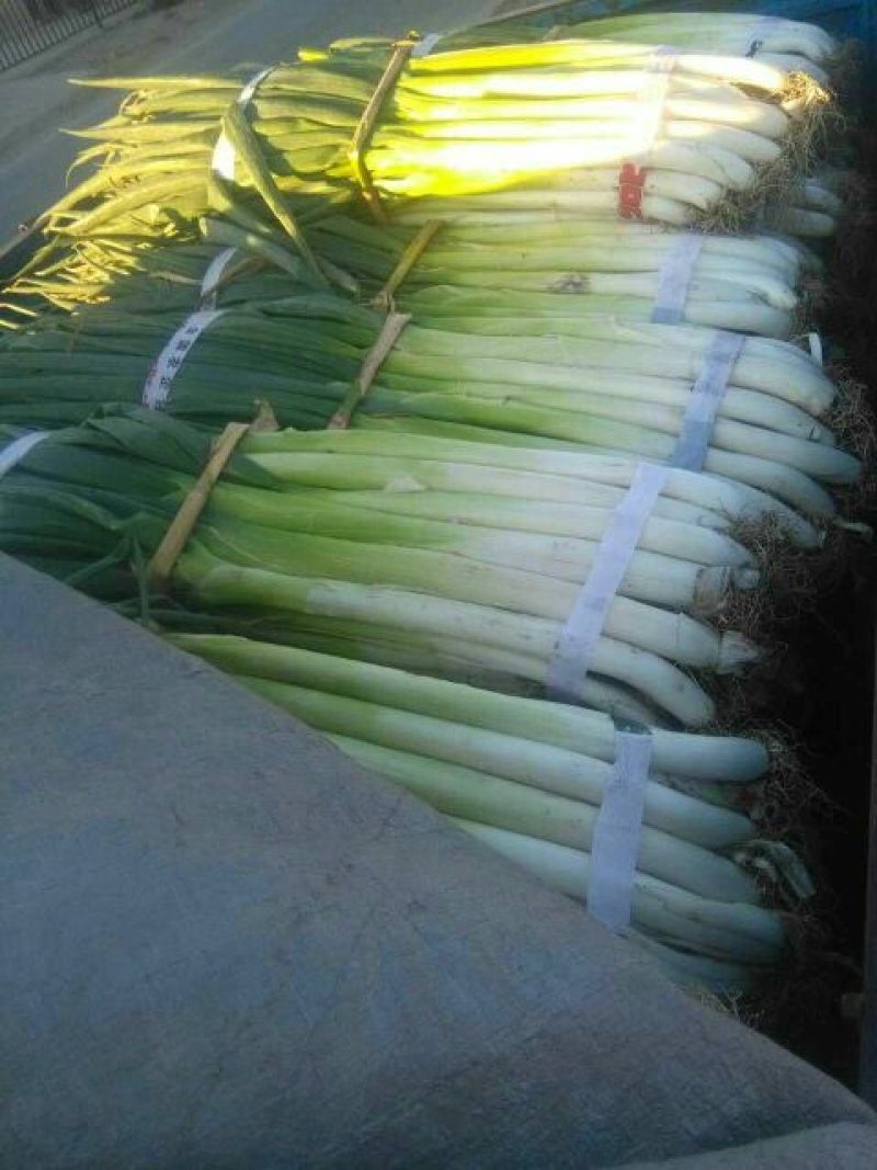 长白大葱毛葱2cm左右30~40cm
