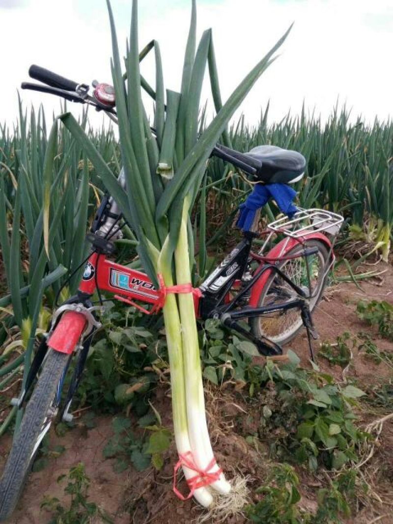 长白大葱毛葱2cm左右30~40cm