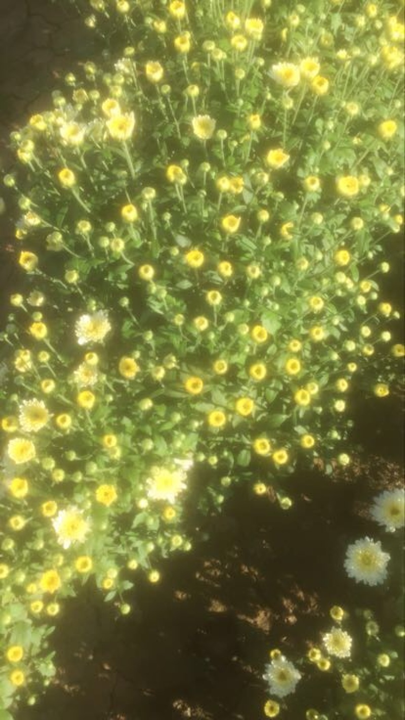 野菊花颗粒