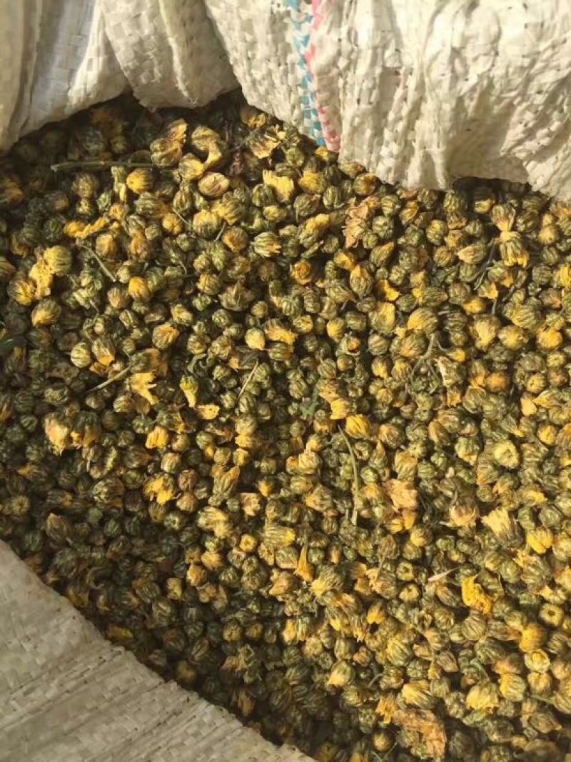 野菊花颗粒