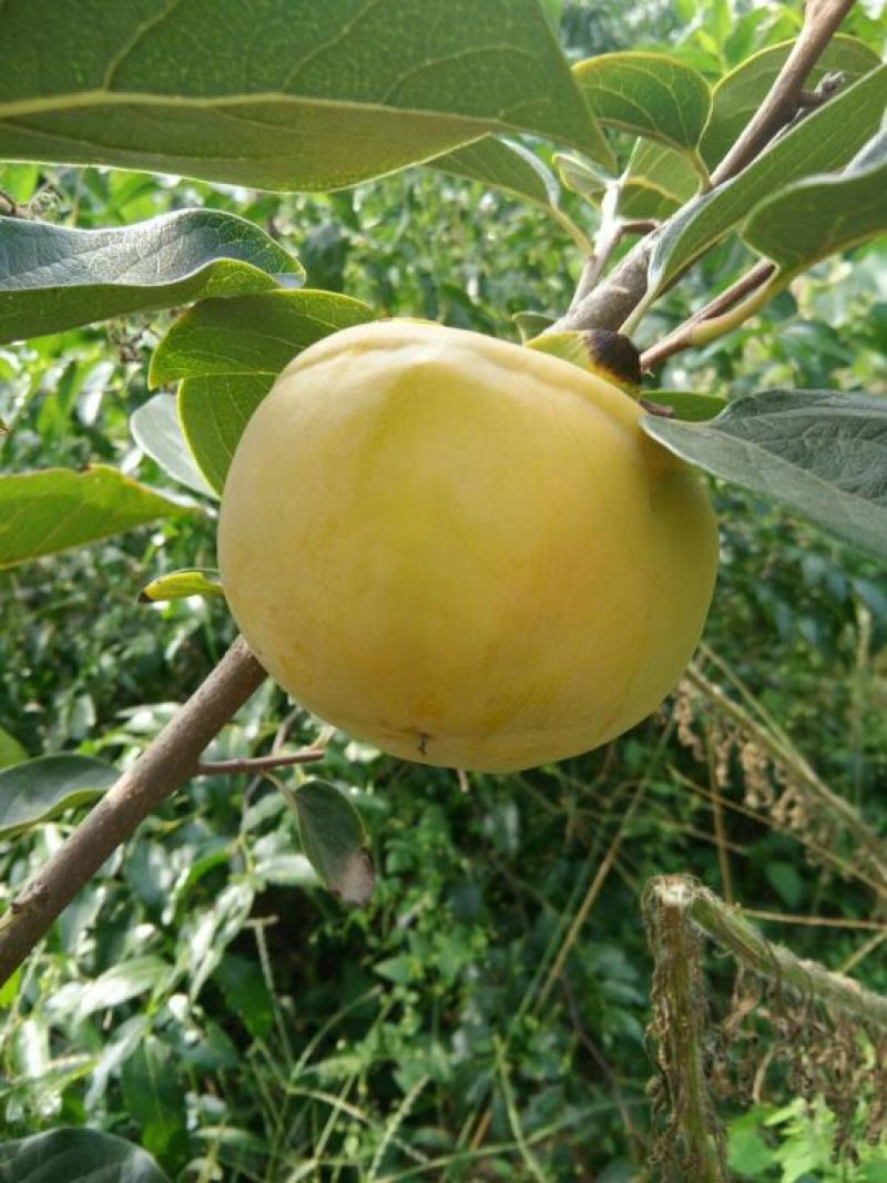 柿子树苗80~100cm