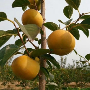 柿子树苗80~100cm