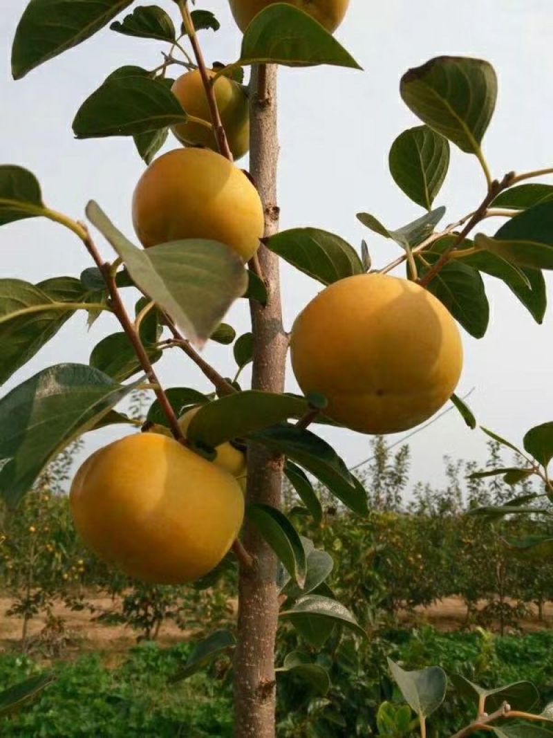 柿子树苗80~100cm