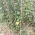 润太1号苹果苗70~80cm
