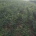 文冠果苗木瓜苗