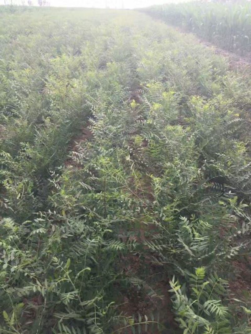 文冠果苗木瓜苗