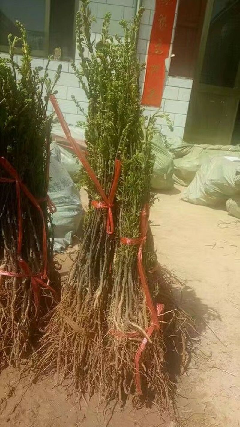 文冠果苗木瓜苗