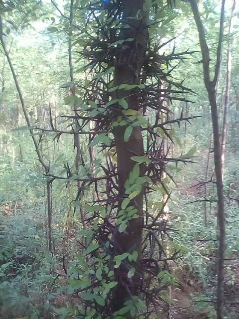 皂角树苗30~50cm