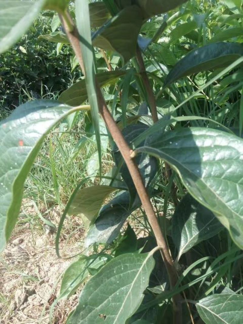 柿子树苗80~100cm