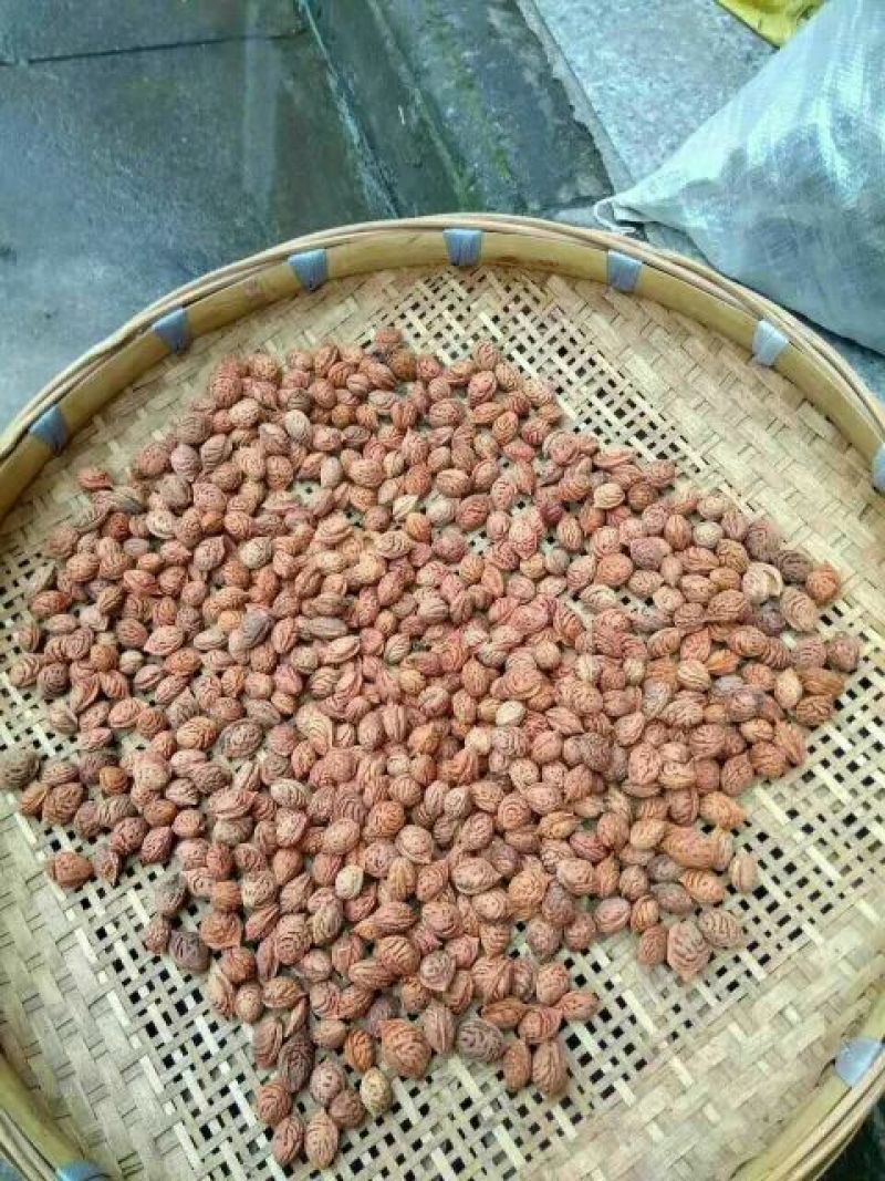 毛桃树种子95%以上
