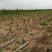 葡萄树1.1~1.5m