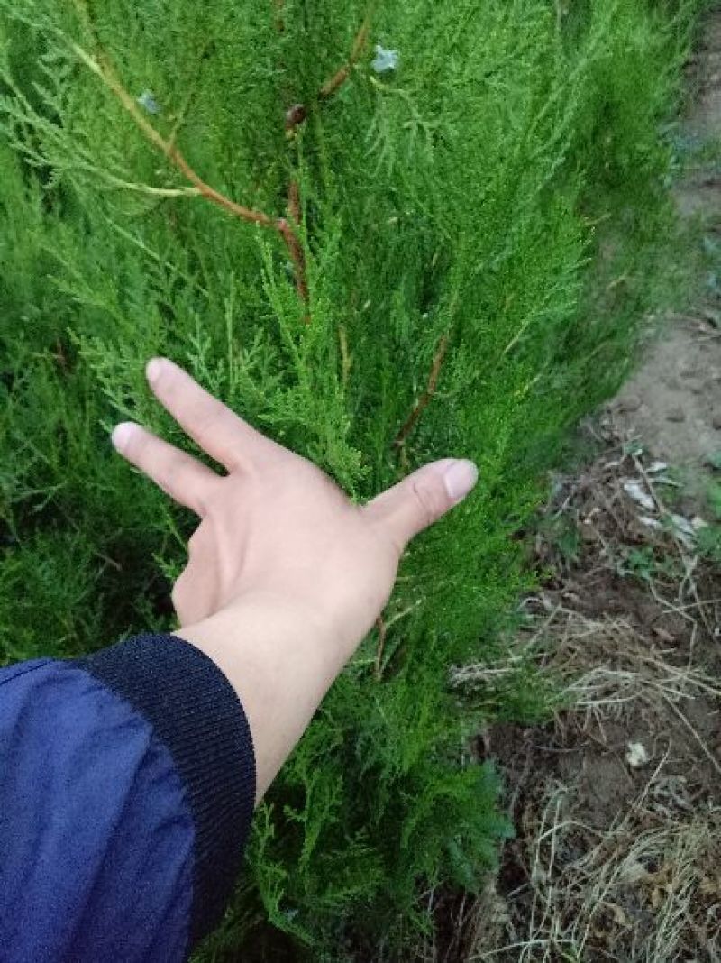 侧柏60-1.2米侧柏