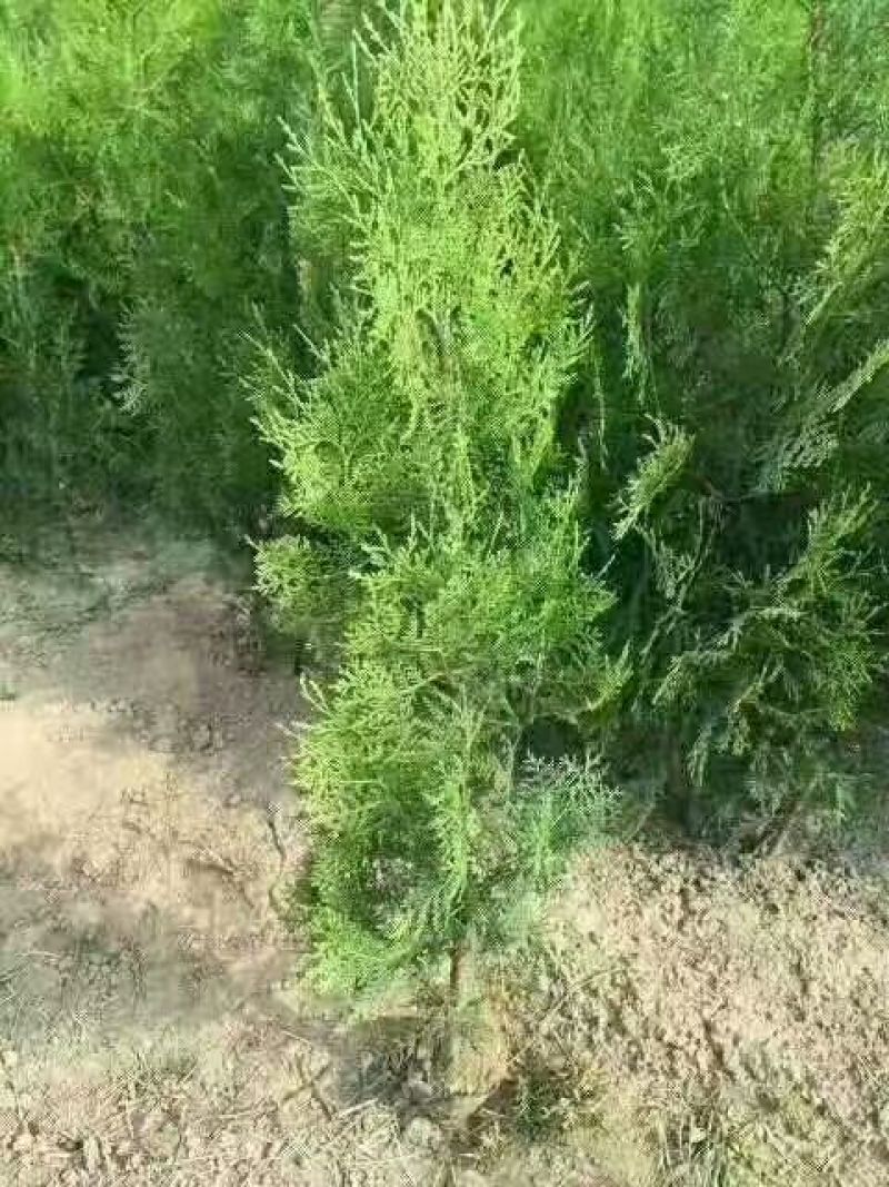 侧柏60-1.2米侧柏