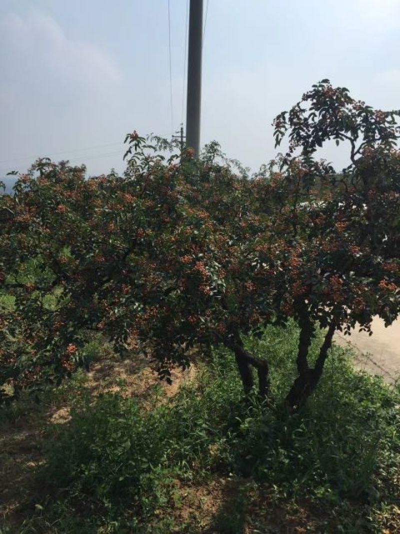 花椒苗1~2年