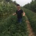 花椒苗1~2年