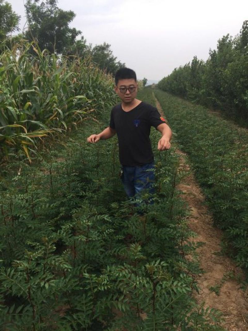 花椒苗1~2年